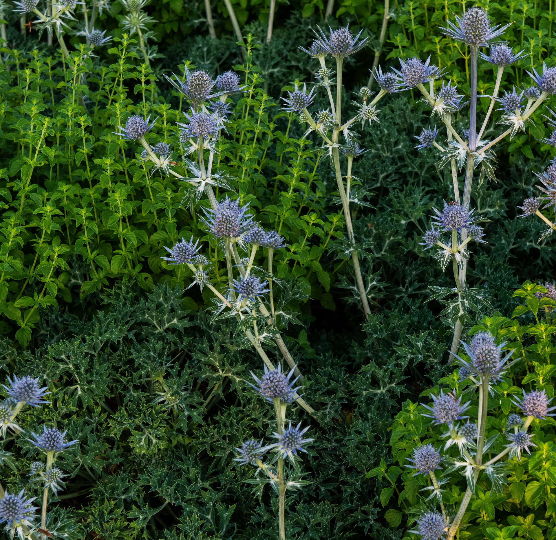 Eryngium bourgatii